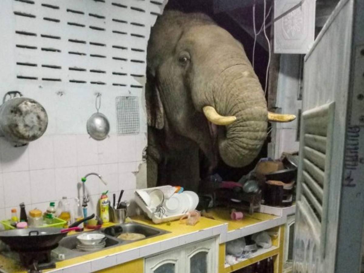 Familia tailandesa recibe visita de elefante que arrasa con la comida de su cocina