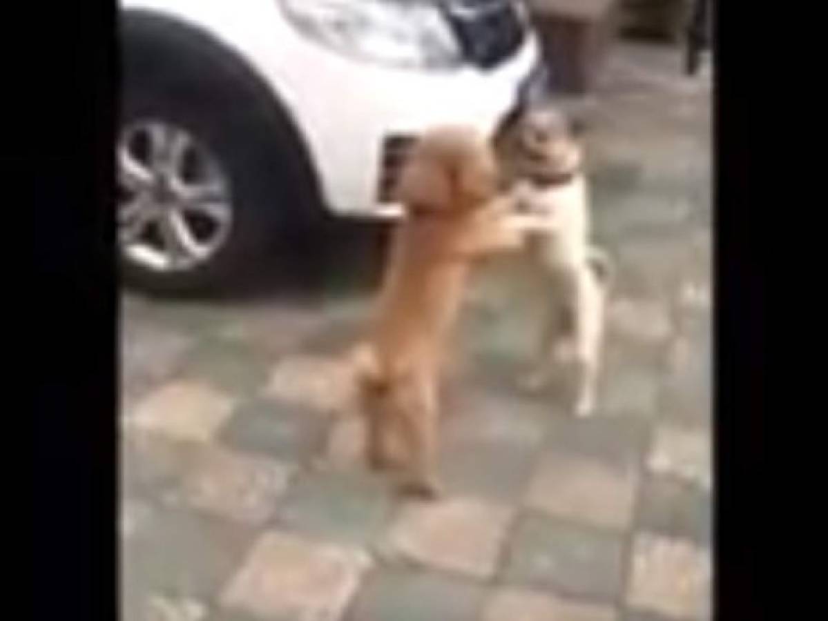 Vídeo: Pelea de perros se convierte en un baile enternecedor