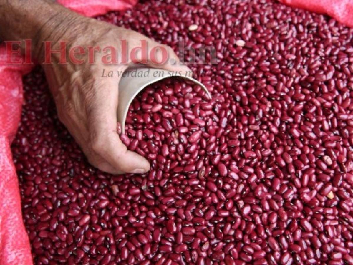 Se reportan disminuciones en los precios del maíz y el frijol en los mercados de Honduras