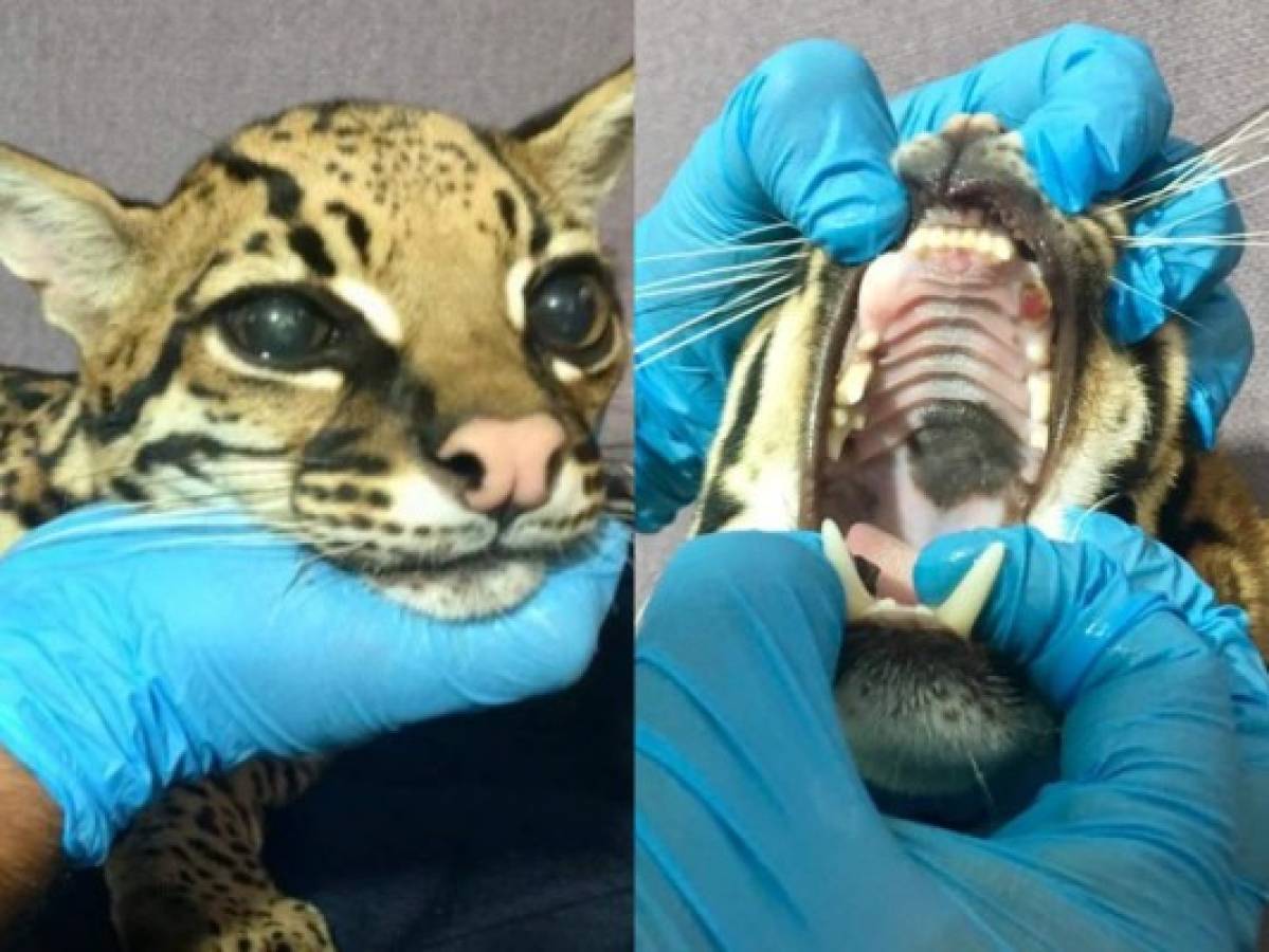 Maltratadores de animales le amputaron colmillos a ocelote para domesticarlo