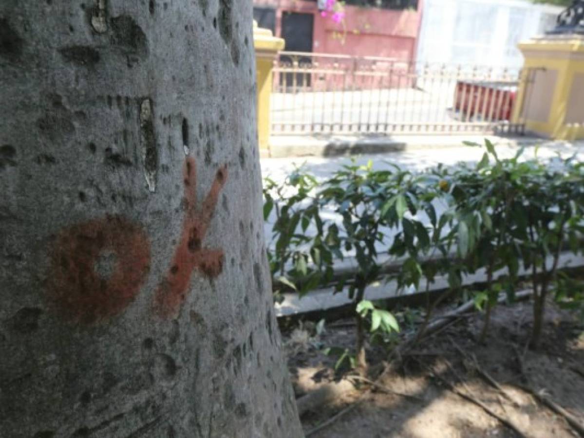 Esta es la marca en el tronco de los árboles que alarmó a los vecinos del sector. Foto: David Romero / El Heraldo