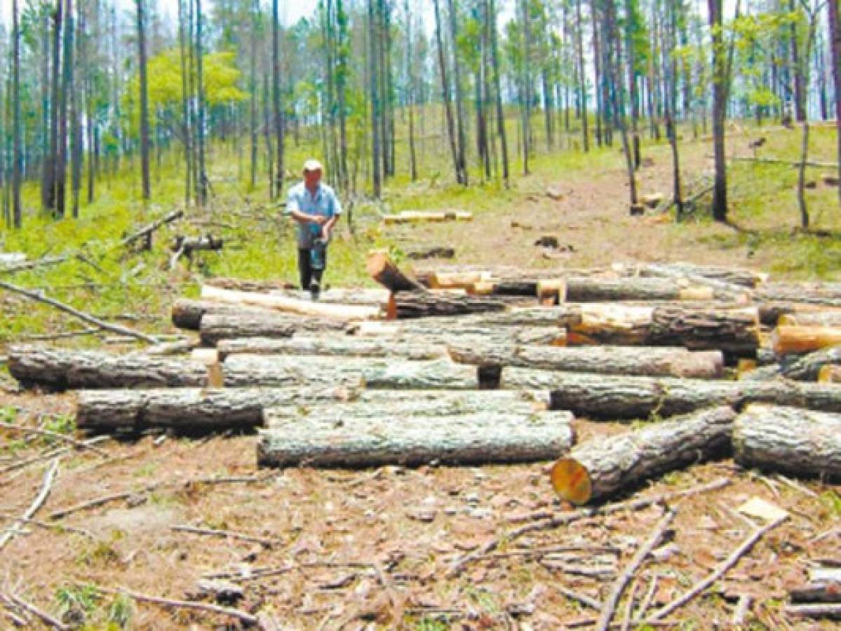 Gorgojo arrasó el bosque de pino en Gualaco