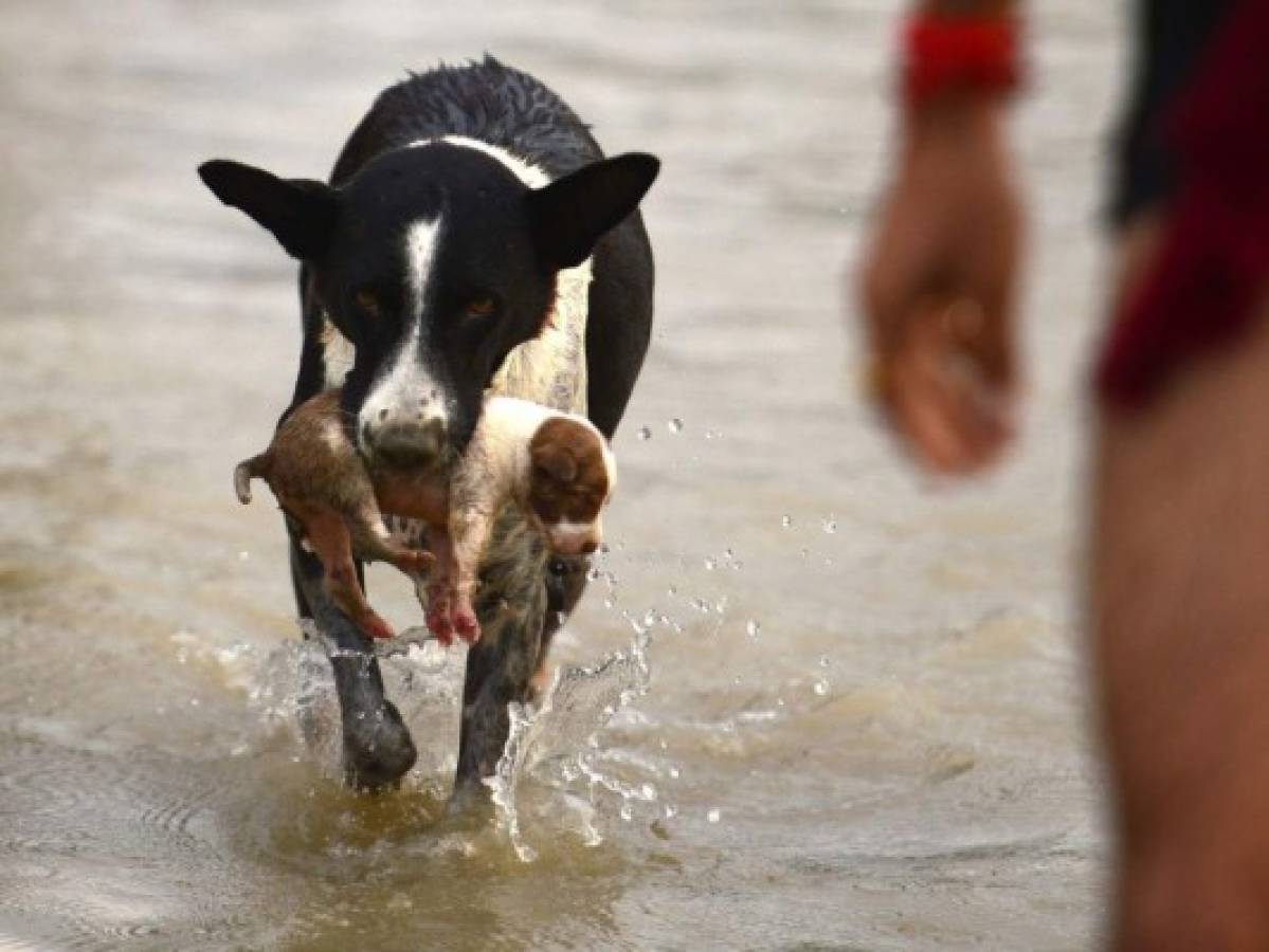 Perro salva a sus cachorros de las inundaciones en la India