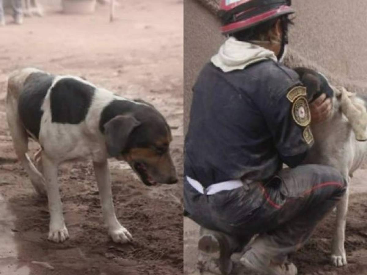 Perro guía a rescatistas para hallar a sus amos soterrados por la ceniza del volcán de Fuego