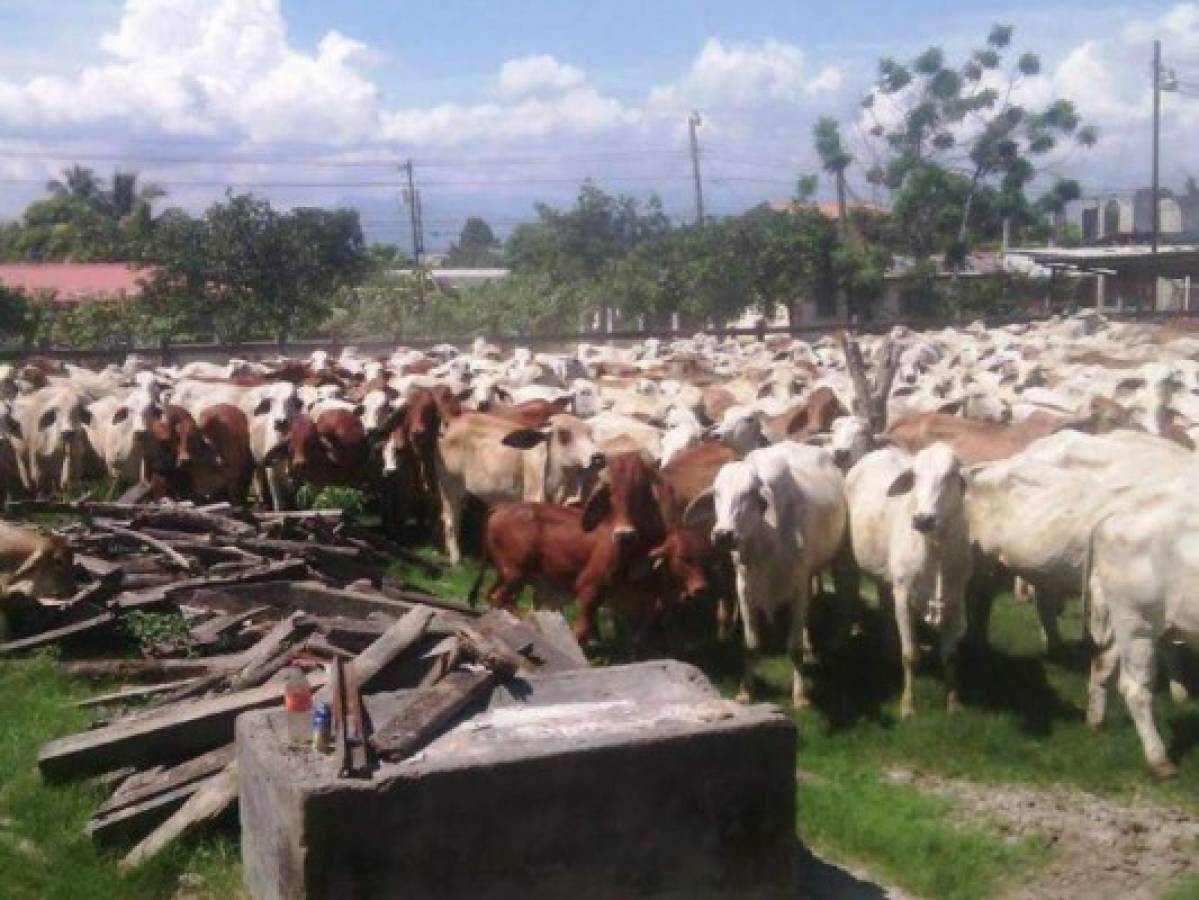 La Oficina de Administración de Bienes Incautados deberá responder ante Congreso Nacional por vacas muertas