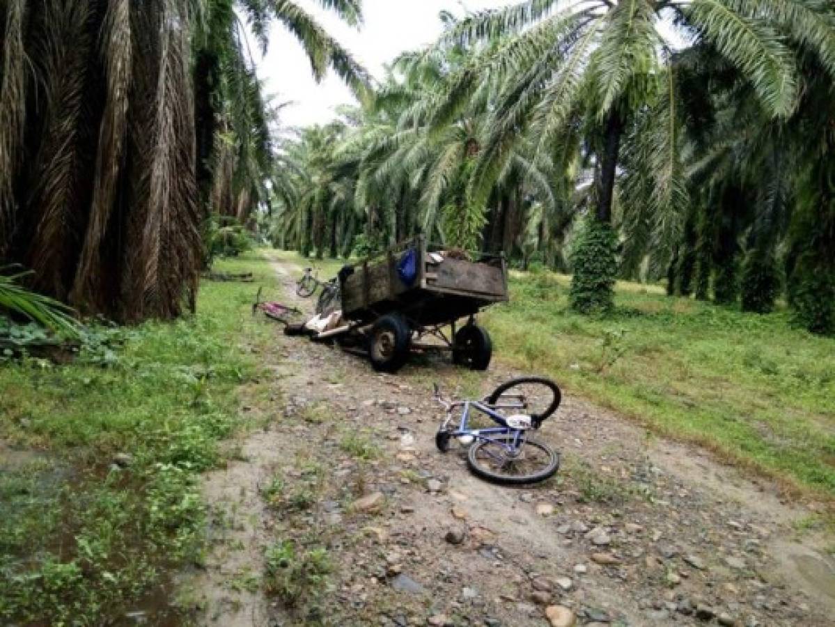 Matan a adolescente de 13 años en una finca del Bajo Aguán en Colón