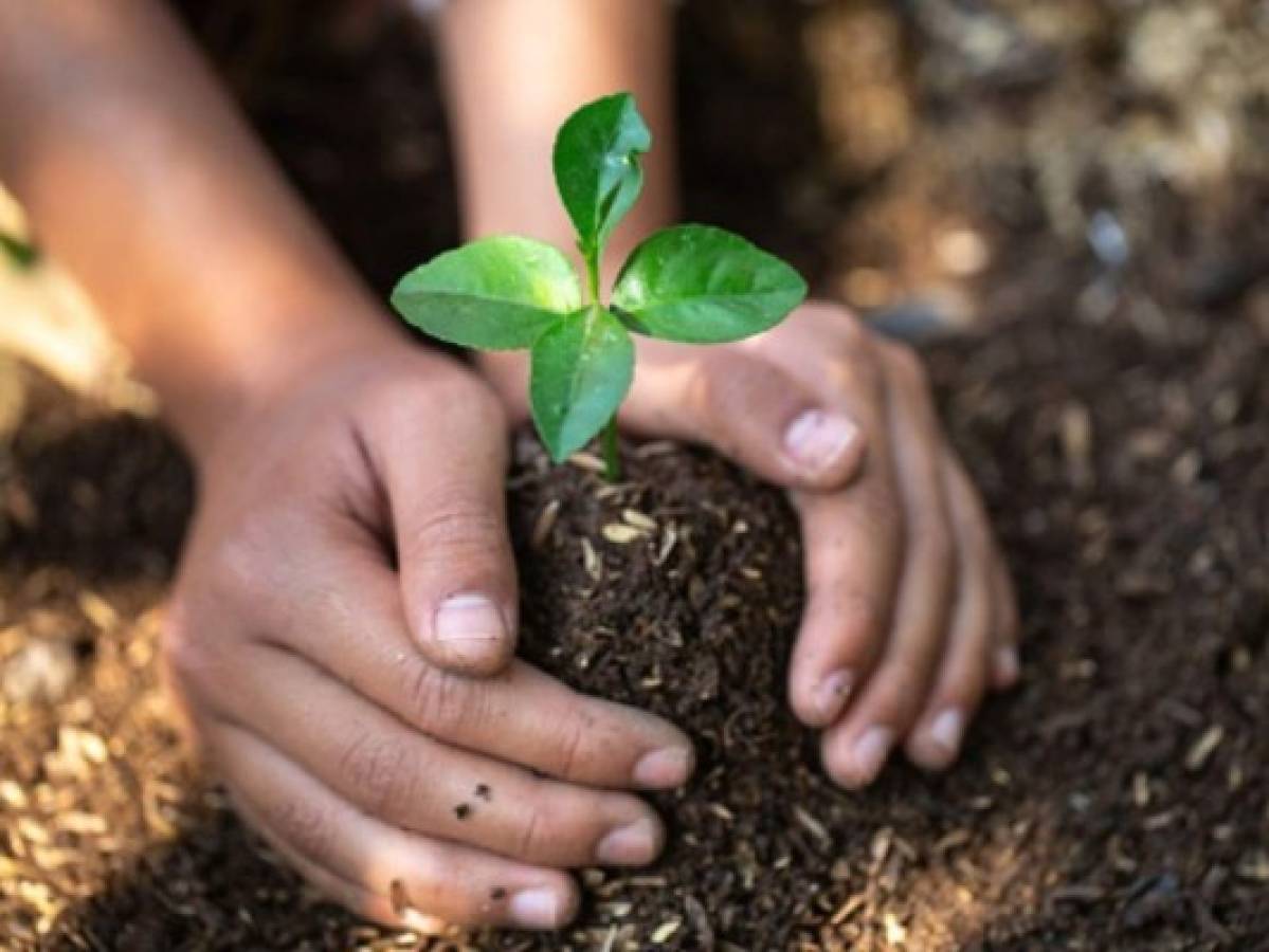 México propondrá apoyar a Centroamérica en programa para plantar árboles