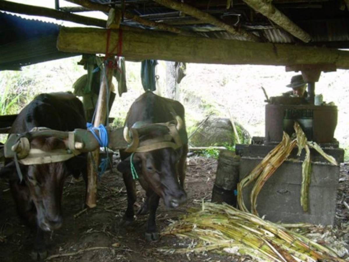 Trapiche de bueyes para extraer el jugo de caña.