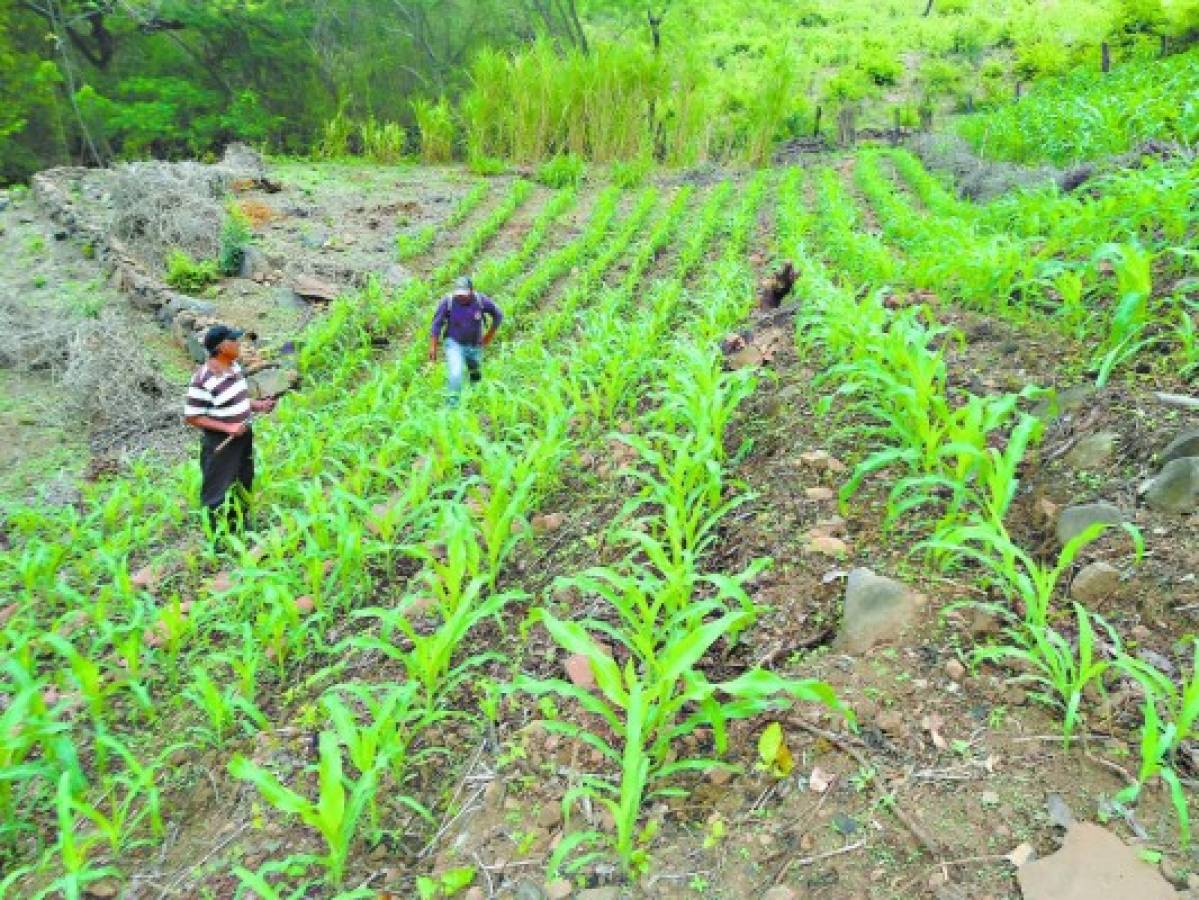 Agricultores, sin respuesta de los préstamos de Banadesa