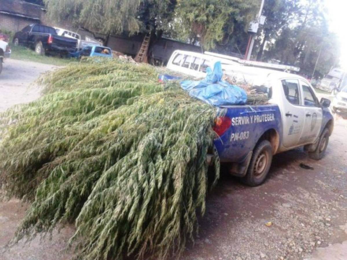 Honduras: Decomisan todo un 'bosque' de plantas de marihuana en aldea de Yoro