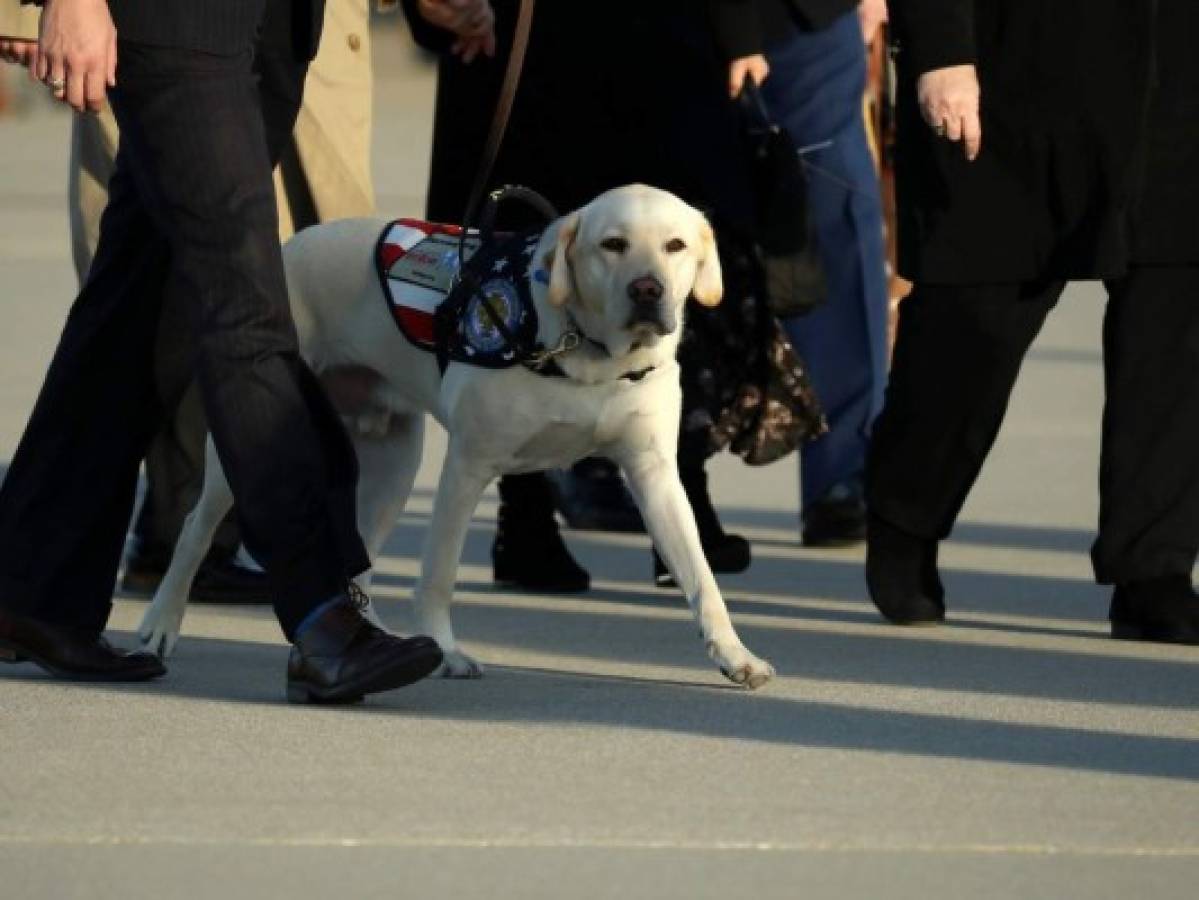 Sully, el perro fiel que se negó a alejarse del ataúd de George H.W. Bush