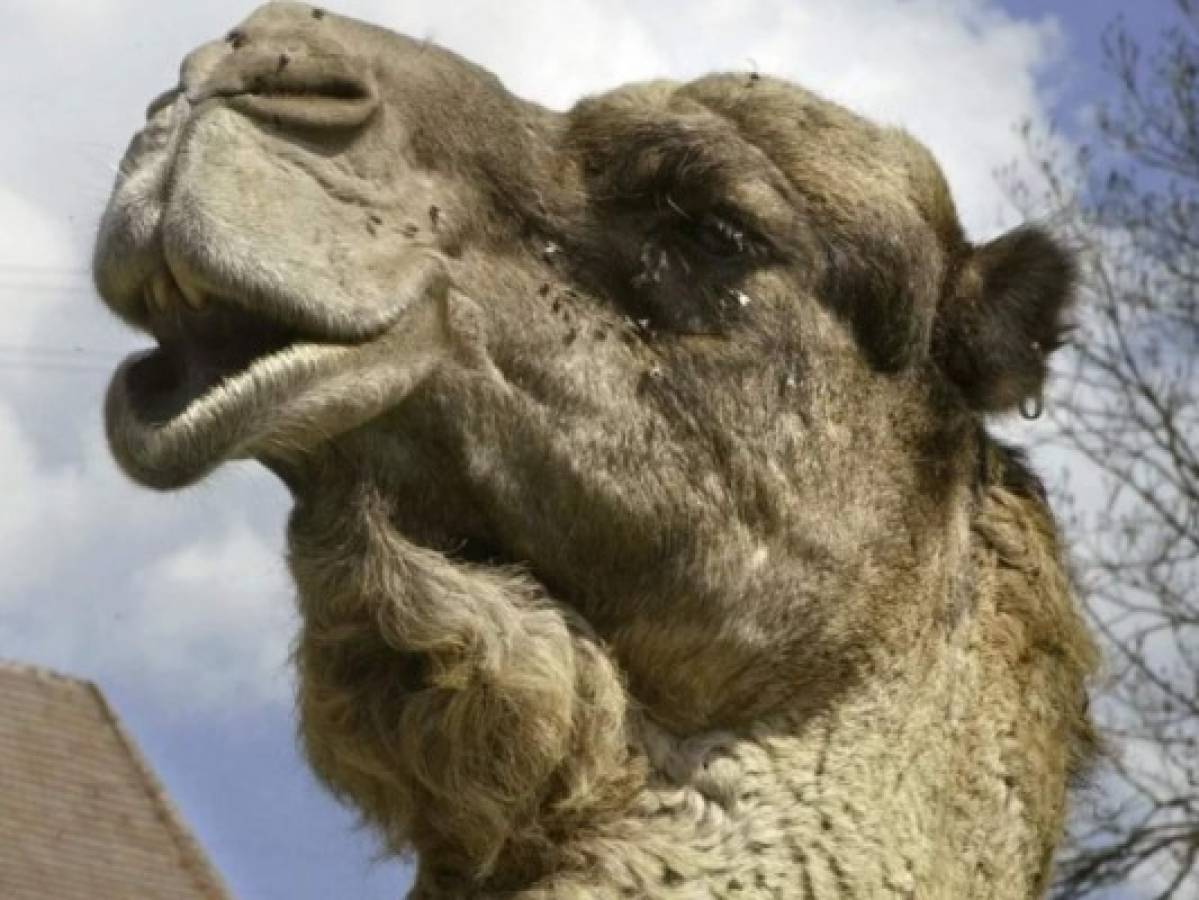 Mujer le muerde los testículos a un camello para salvar su vida