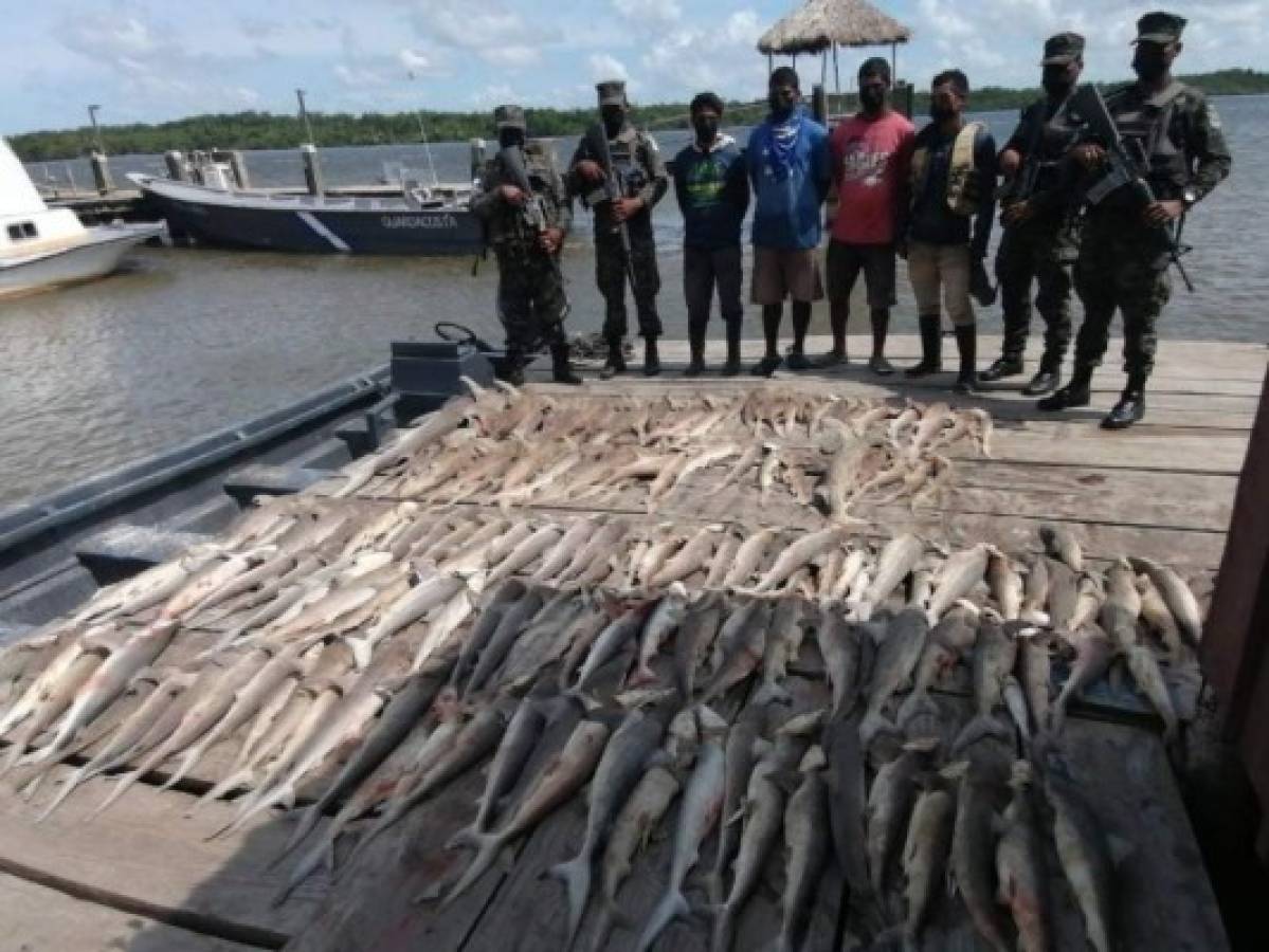 Capturan a tres hombres con 719 libras de tiburón en Gracias a Dios  