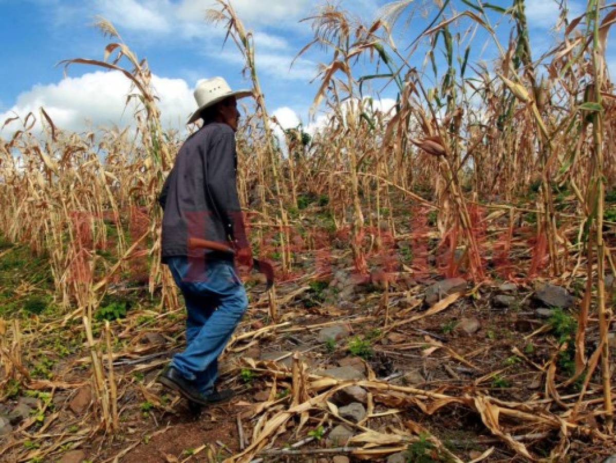 Alcaldes decretan emergencia por la sequía en zona sur de Honduras