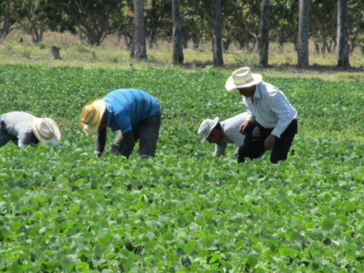 Honduras: Sacrificio fiscal para apoyar el agro será de L 655 millones