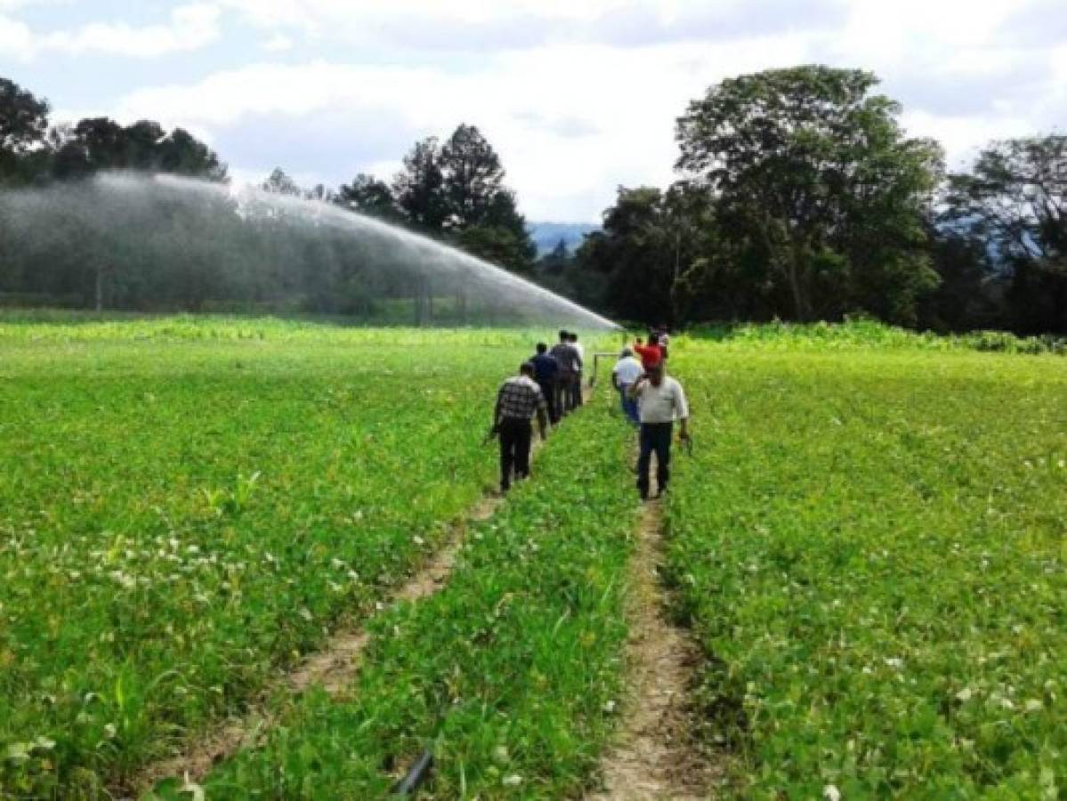 Honduras: Dan luz verde a productores para iniciar la siembra de primera