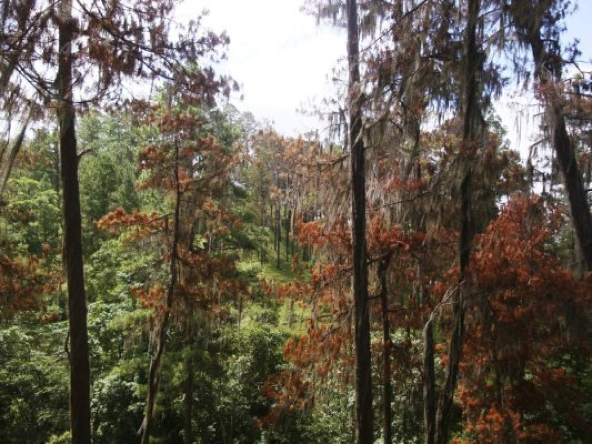 Resurge letal amenaza del gorgojo barrenador en bosques de Olancho