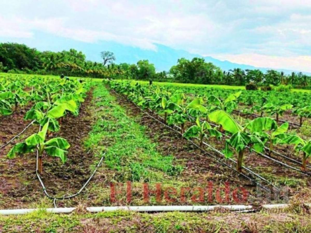 Reactivan parcelas de cultivos en el Centro Tecnológico Agrícola de Comayagua