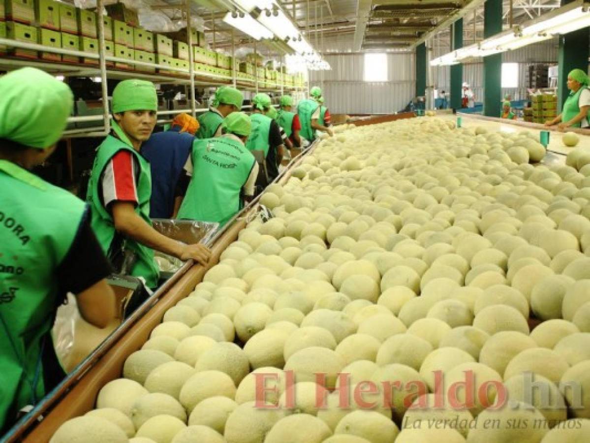 Honduras: Exportación de melón logra récord de $110 millones