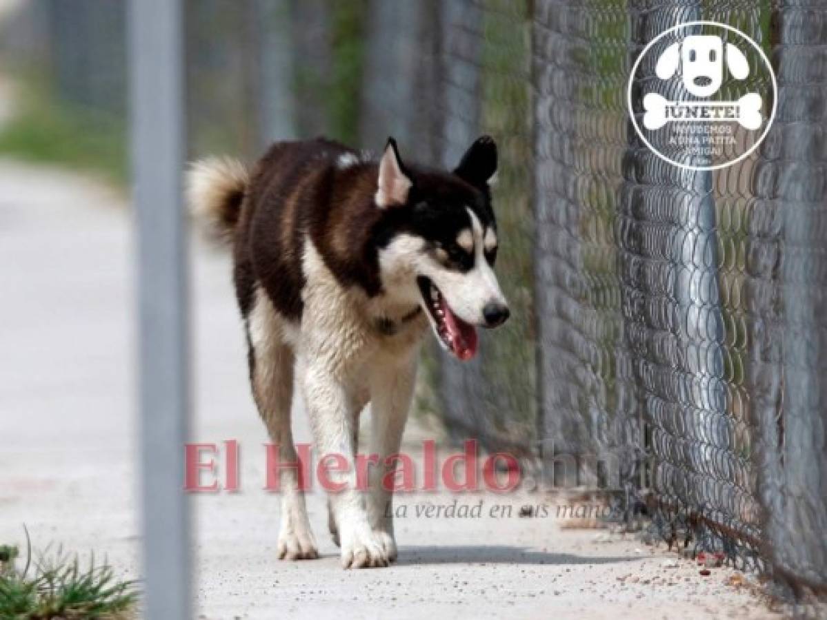 '¡Ayudemos a una patita amiga!”, campaña para rescatar perros de la calle