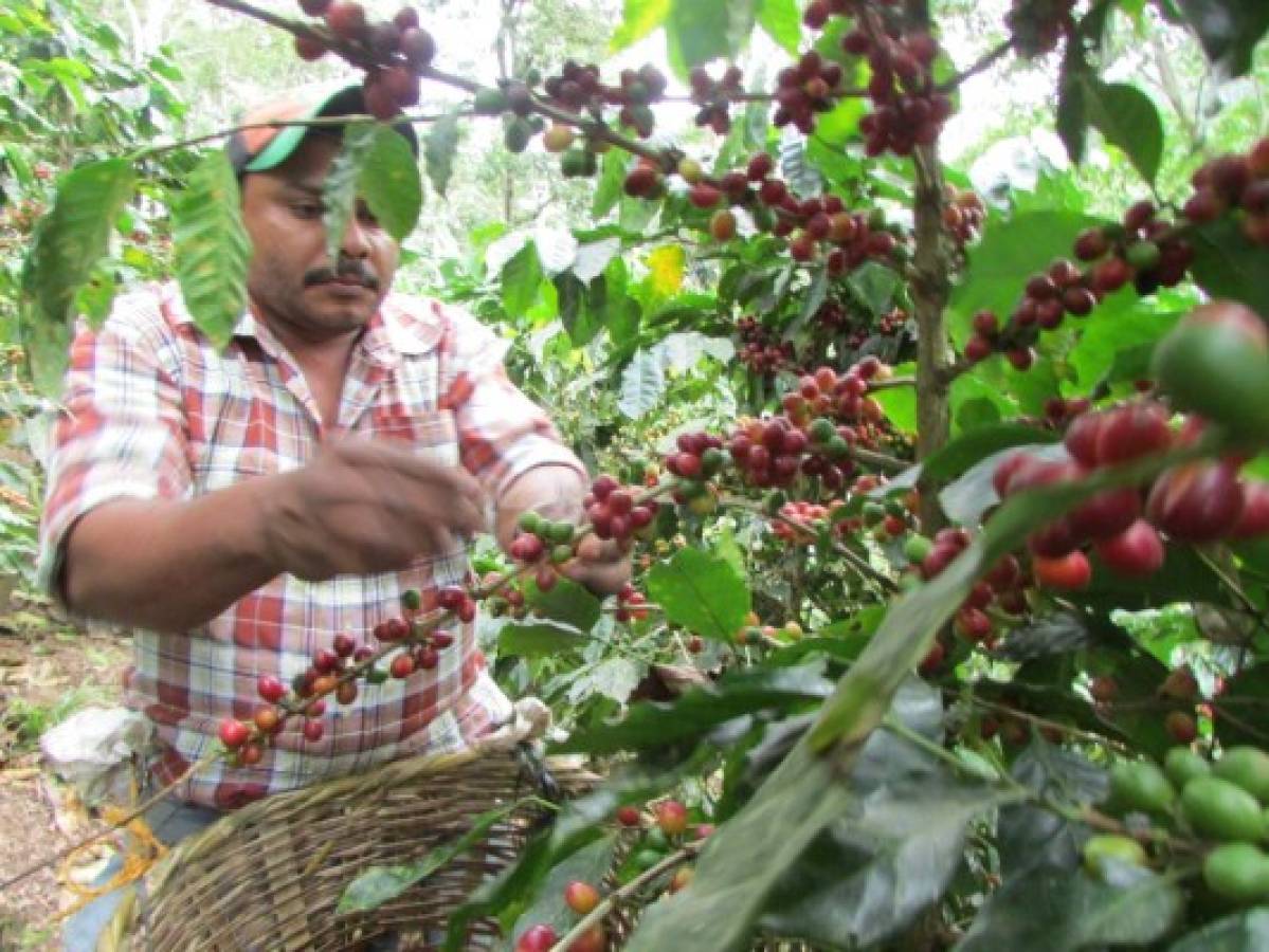 El Paraíso urge de 200 mil corteros de café