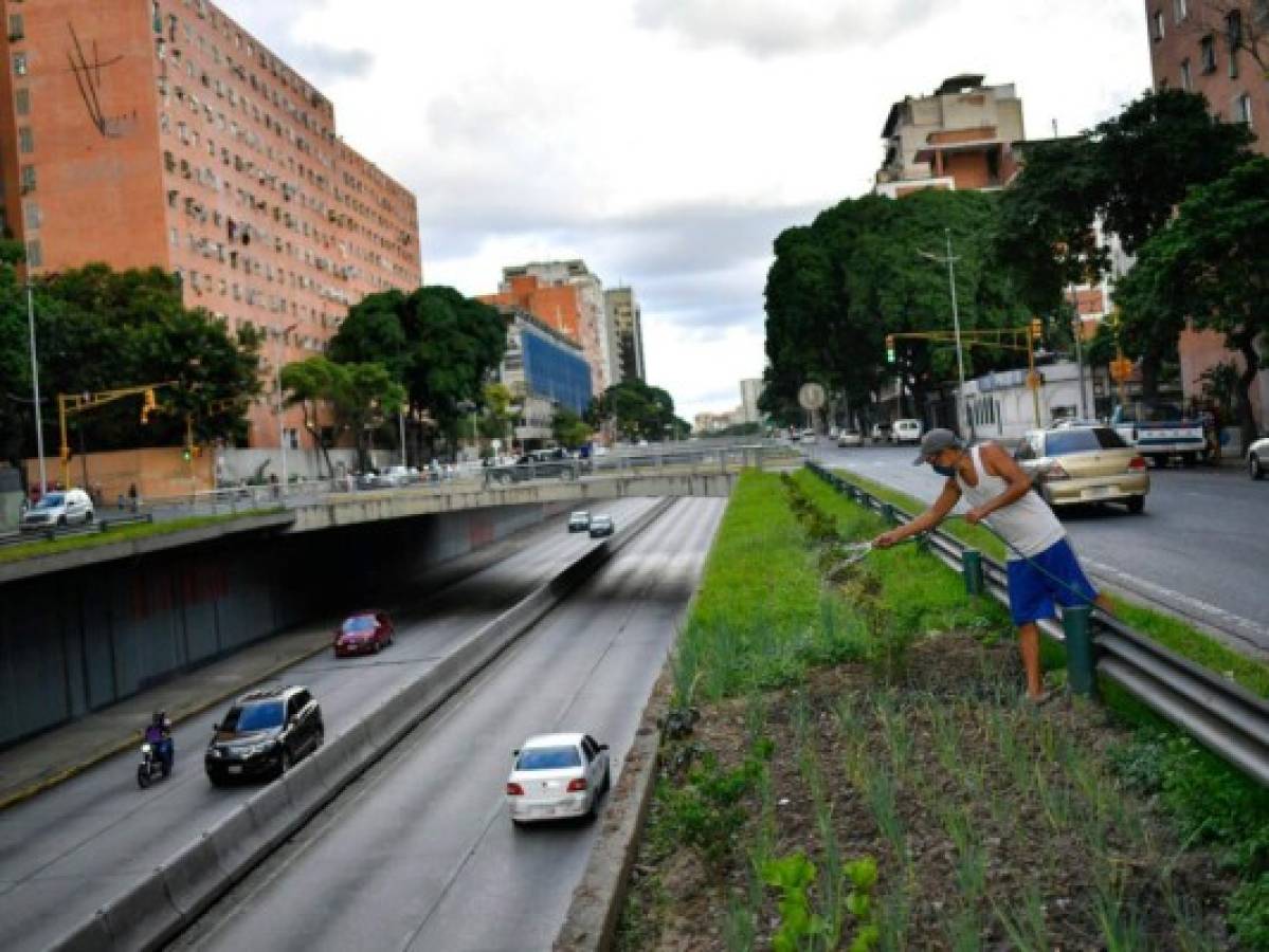 Crecen cultivos urbanos por crisis y pandemia en Venezuela