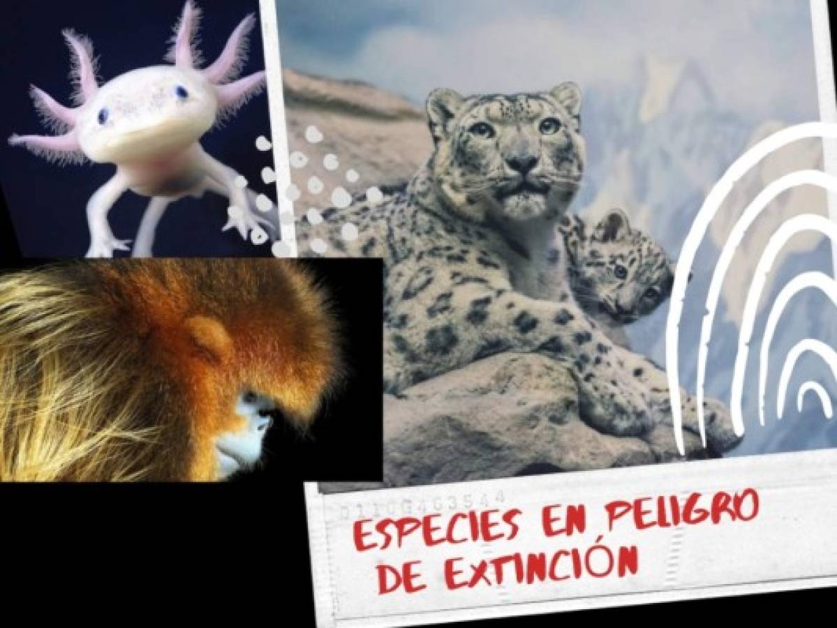 Las 15 especies de animales en peligro de extinción de 2019