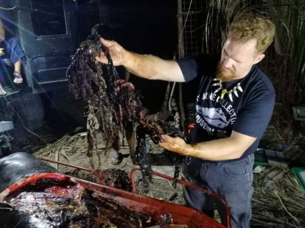 Filipinas: Ballena con 88 libras de plástico en su estómago muere de hambre