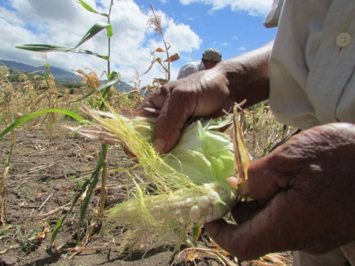 Plagas y sequía amenazan cosechas en El Paraíso