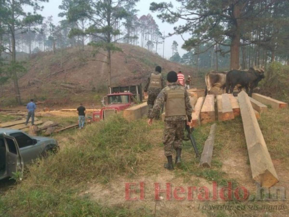 En dos meses hay 40 detenidos por cometer delitos ambientales