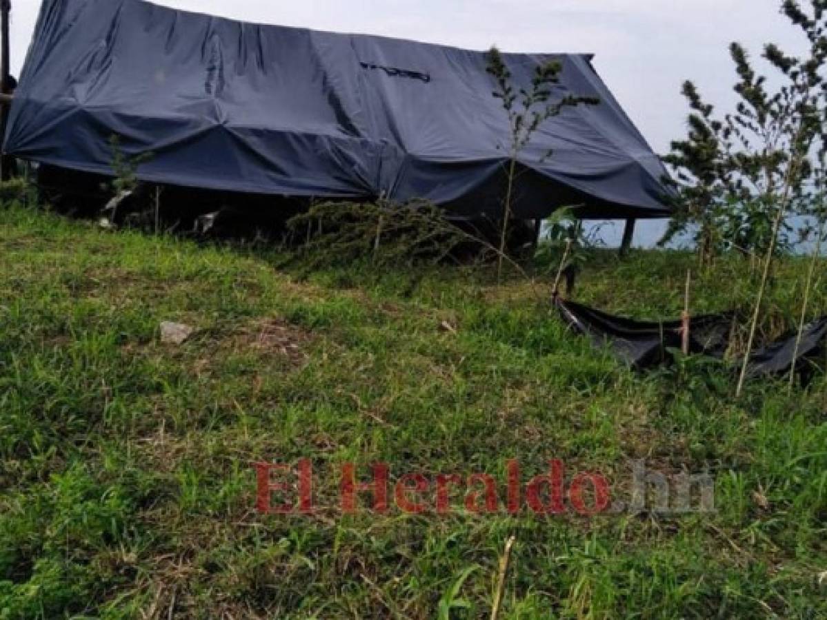 Destruyen plantación de marihuana más grande localizada en Honduras