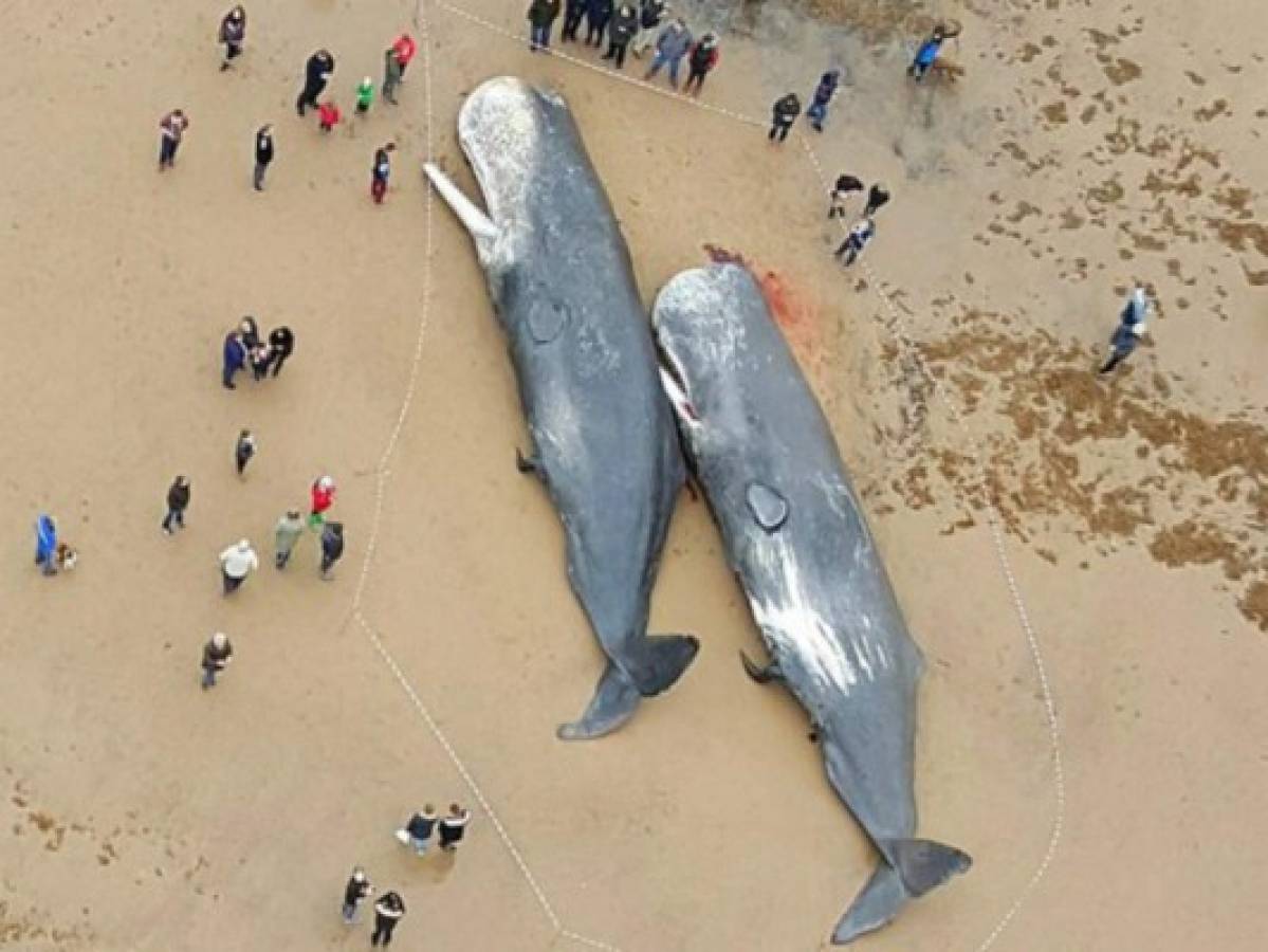Cuatro ballenas muertas quedan varadas en playa de Inglaterra