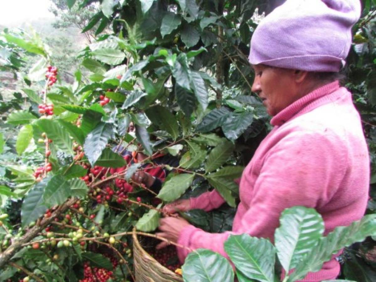 Valor exportado de café crece 55% en nueve meses de esta cosecha