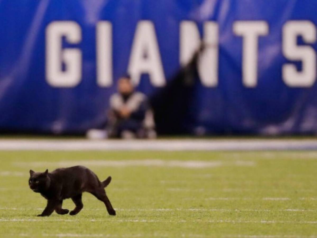 Gato negro interrumpe partido de la NFL