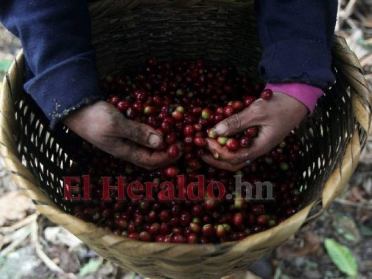Una comisión dará asesoría de medidas al rubro del café en Honduras
