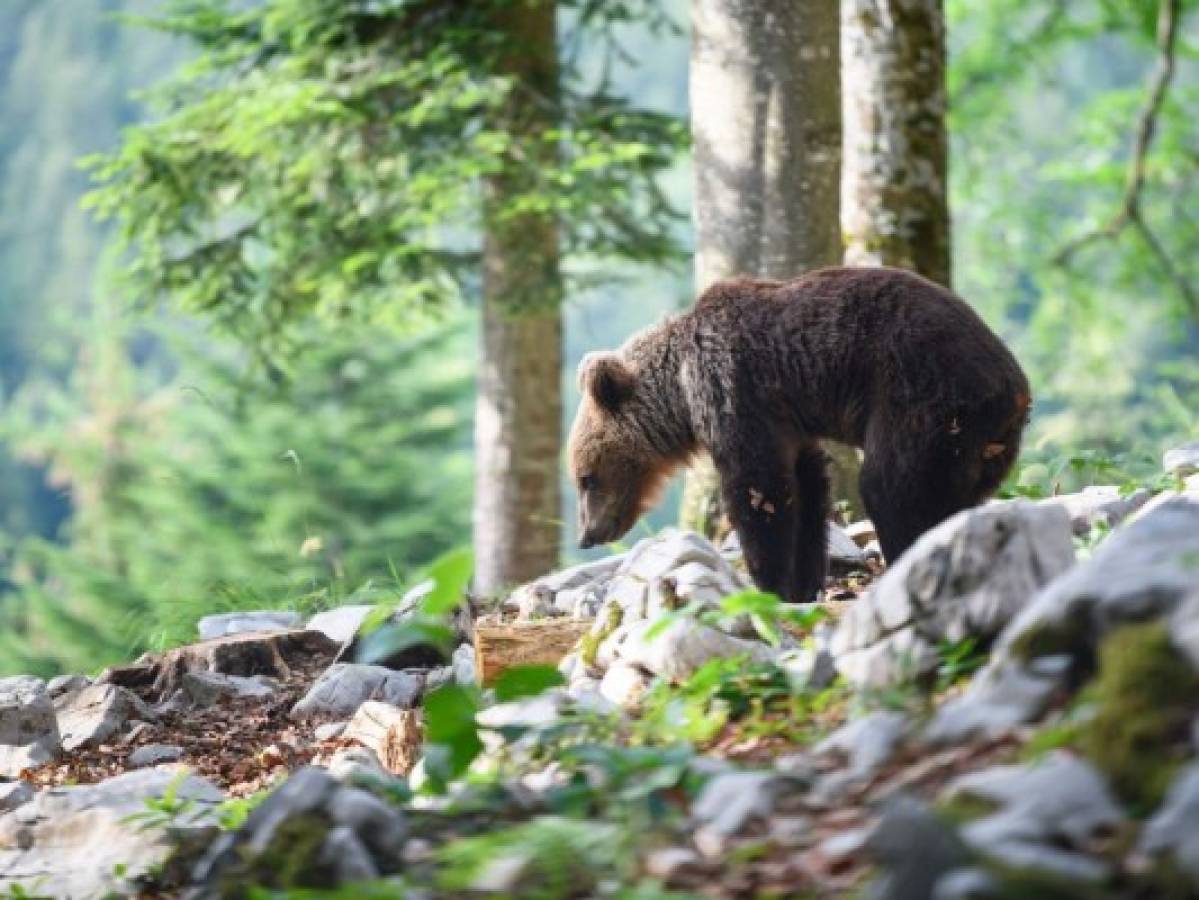 Convivir con los osos, el reto de Eslovenia