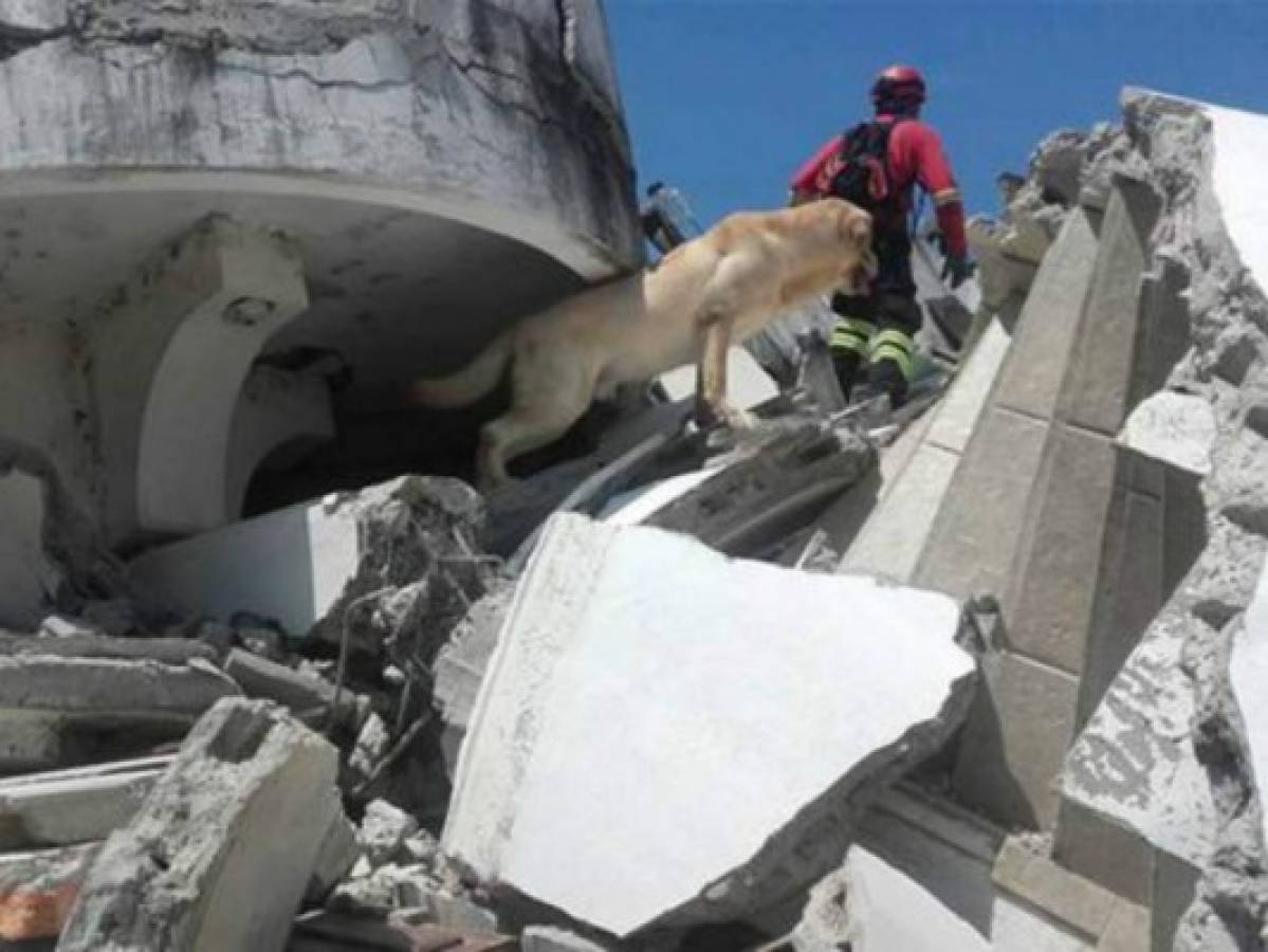 Perro bombero en Ecuador ayudó a salvar siete vidas humanas, antes de perder la suya