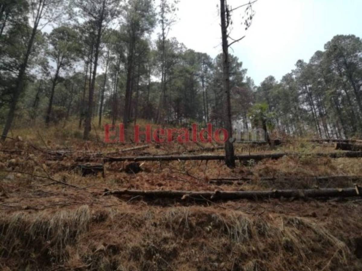 El gorgojo está acabando con el área forestal de El Paraíso