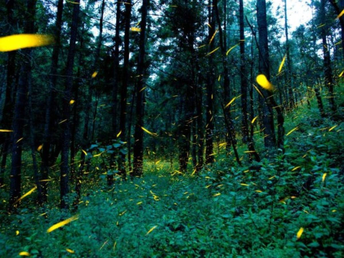 Campesinos de México usan luciérnagas para salvar el bosque