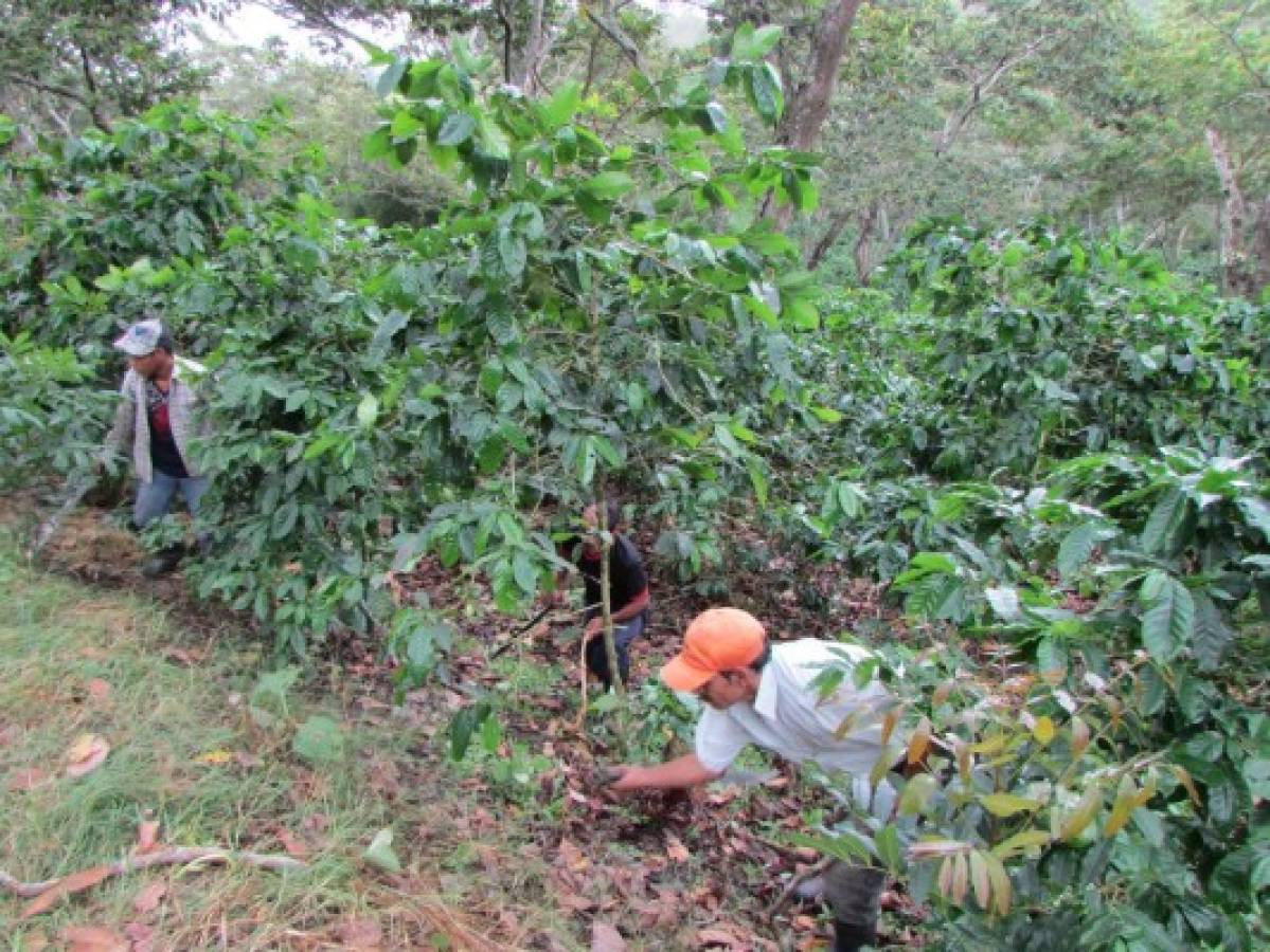 Café generó cerca de $800 millones