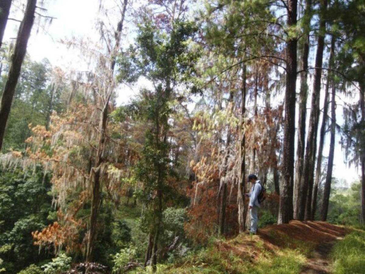 Resurge letal amenaza del gorgojo barrenador en bosques de Olancho