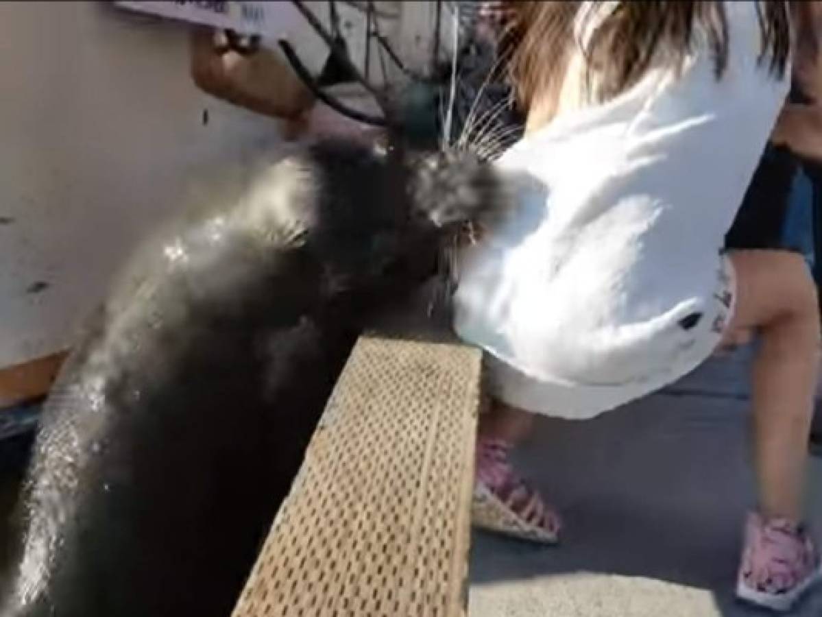 VIDEO: León marino ataca a una niña y la arrastra al agua