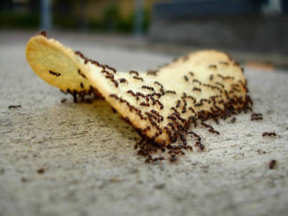 ¿Cómo eliminar las molestas hormigas con simples soluciones caseras?