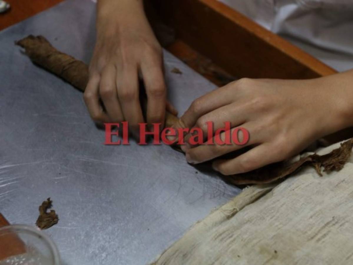 El tabaco, un producto de Copán que enorgullece a Honduras