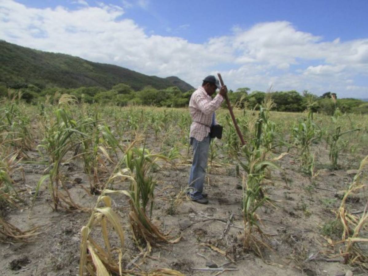 Habrá escasez de granos básicos en Olancho a causa de la sequía