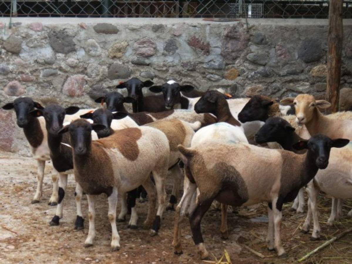 Ganaderos de Comayagua se dedican a críar ovejas