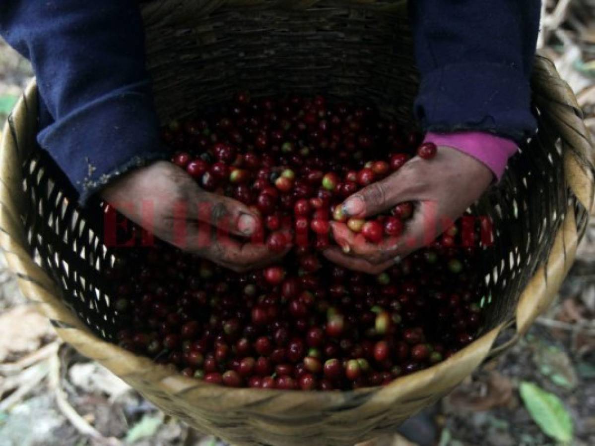 Centroamérica busca estrategias para atender a productores por crisis del café  