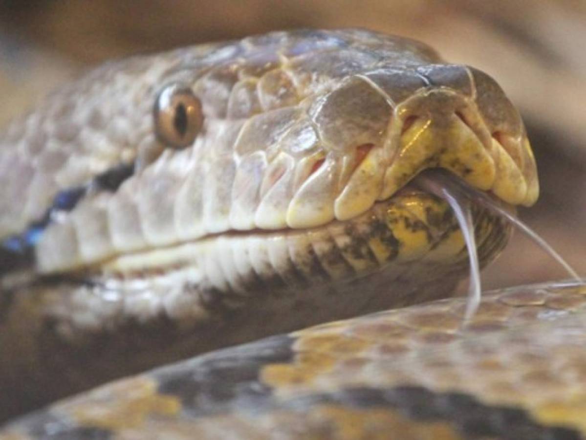 Hombre ebrio destroza a mordidas serpiente que intentó atacarlo en su casa