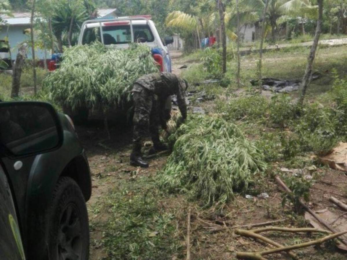 Fusina decomisó 760 plantas de supuesta marihuana en Tocoa, Colón