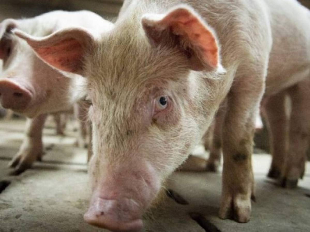 El Salvador prohíbe importaciones de carne de cerdo por peste africana